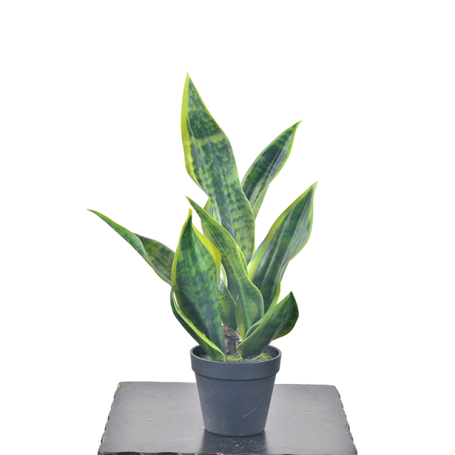 47CM Small Potted Snake Plants,47CM Small Potted Snake Plants
