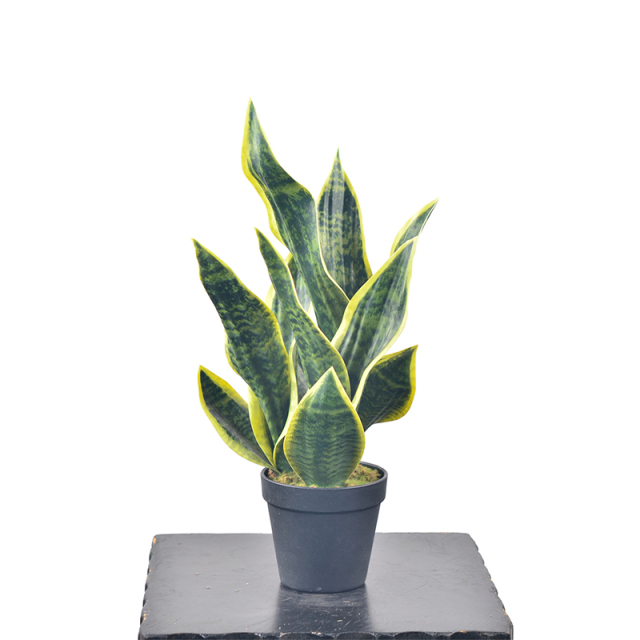47CM Small Potted Snake Plants,47CM Small Potted Snake Plants