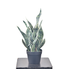 54CM Small Potted Snake Plants,54CM Small Potted Snake Plants