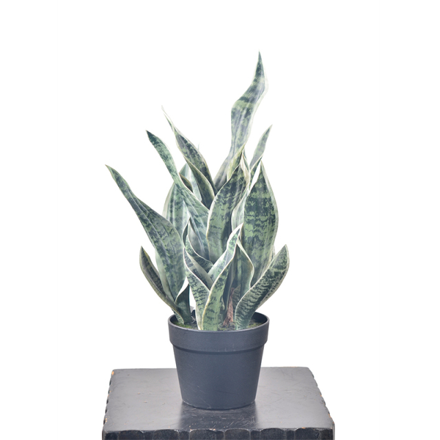 54CM Small Potted Snake Plants,54CM Small Potted Snake Plants