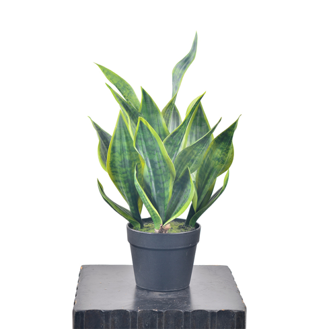 54CM Small Potted Snake Plants,54CM Small Potted Snake Plants