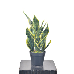 54CM Small Potted Snake Plants,54CM Small Potted Snake Plants