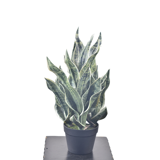 63CM Potted Snake Plants,63CM Potted Snake Plants