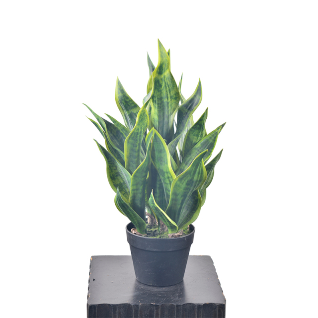63CM Potted Snake Plants,63CM Potted Snake Plants