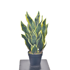 63CM Potted Snake Plants,63CM Potted Snake Plants
