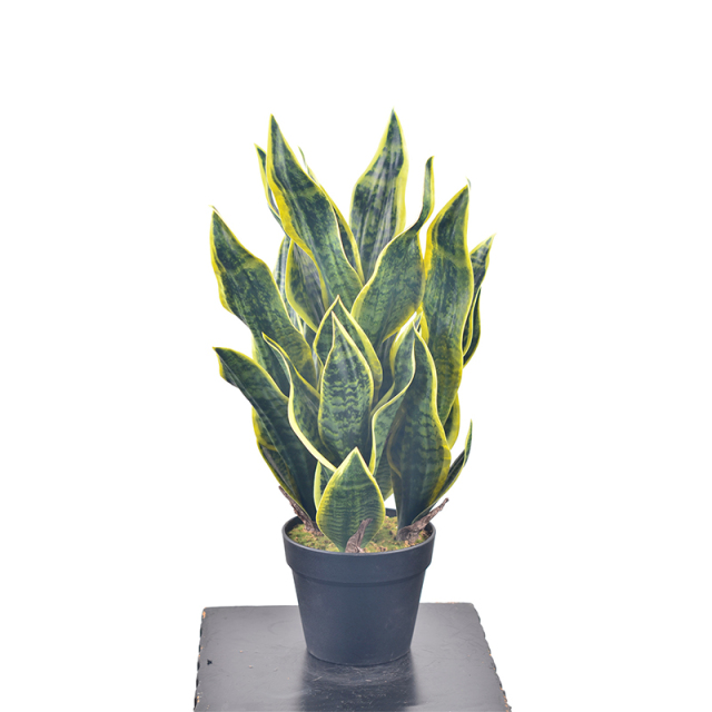 63CM Potted Snake Plants,63CM Potted Snake Plants