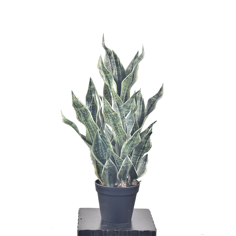 80CM Potted Snake Plants,80CM Potted Snake Plants