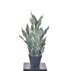 80CM Potted Snake Plants,80CM Potted Snake Plants