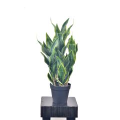 80CM Potted Snake Plants,80CM Potted Snake Plants