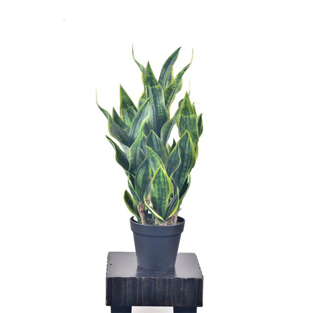 80CM Potted Snake Plants,80CM Potted Snake Plants
