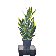 80CM Potted Snake Plants,80CM Potted Snake Plants