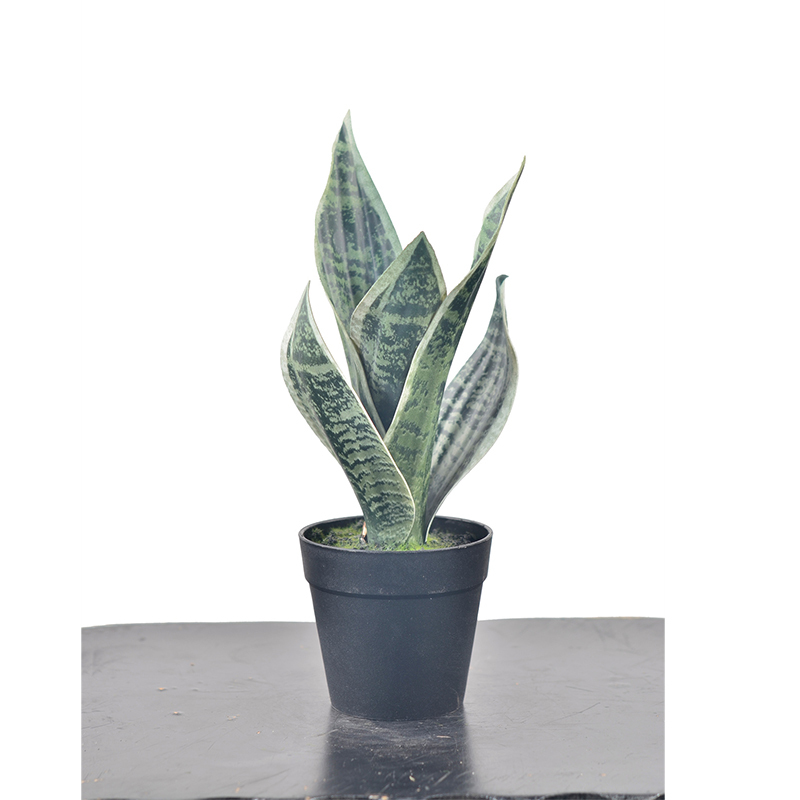 29CM Mini Potted Snake Plants,29CM Mini Potted Snake Plants