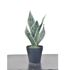29CM Mini Potted Snake Plants,29CM Mini Potted Snake Plants