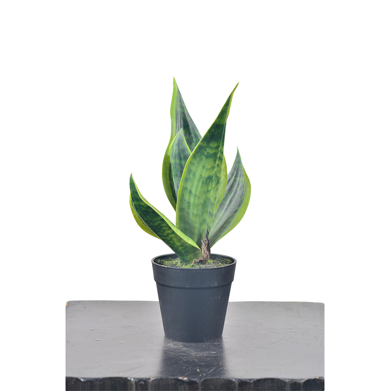 29CM Mini Potted Snake Plants,29CM Mini Potted Snake Plants