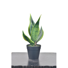 29CM Mini Potted Snake Plants,29CM Mini Potted Snake Plants