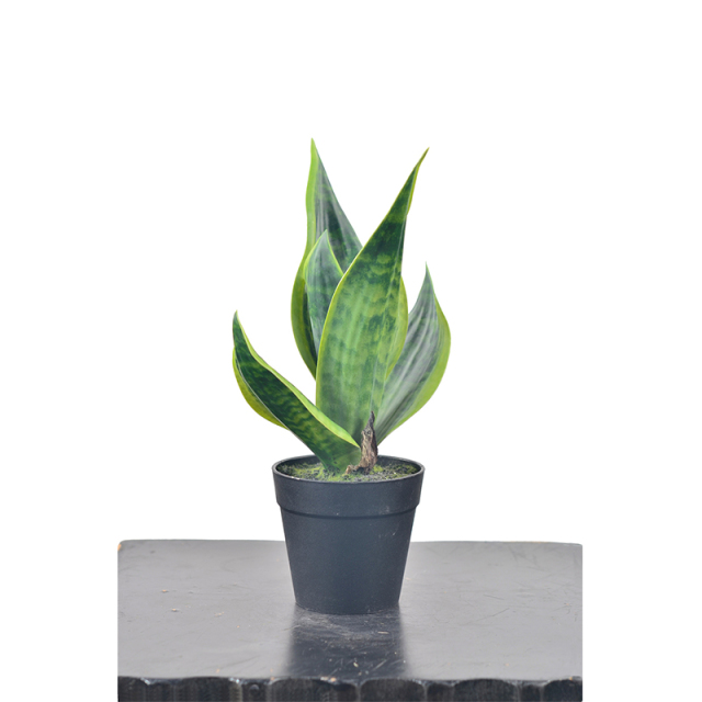 29CM Mini Potted Snake Plants,29CM Mini Potted Snake Plants