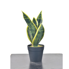 29CM Mini Potted Snake Plants,29CM Mini Potted Snake Plants
