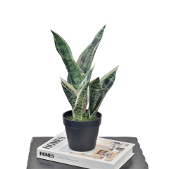 35CM Small Potted Snake Plants,35CM Small Potted Snake Plants