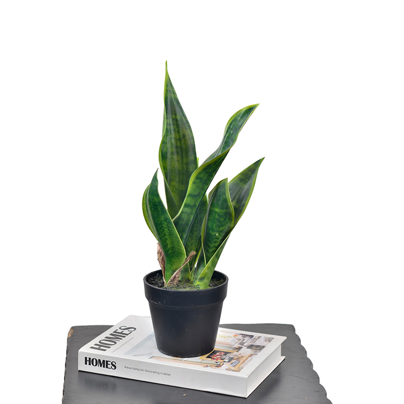35CM Small Potted Snake Plants,35CM Small Potted Snake Plants