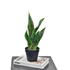 35CM Small Potted Snake Plants,35CM Small Potted Snake Plants