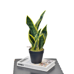 35CM Small Potted Snake Plants,35CM Small Potted Snake Plants