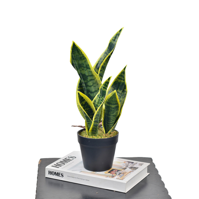 35CM Small Potted Snake Plants,35CM Small Potted Snake Plants