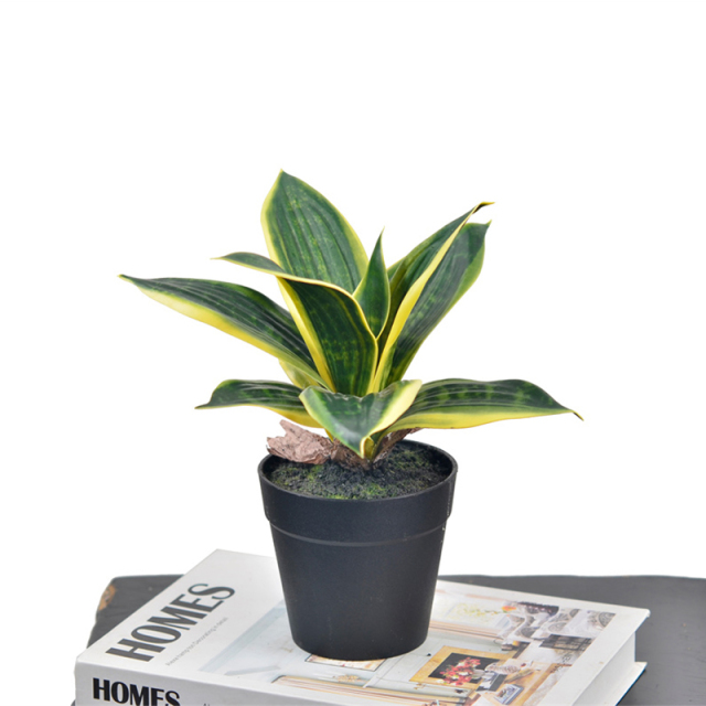 22CM Mini Potted Snake Plants,22CM Mini Potted Snake Plants