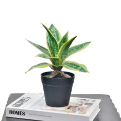 22CM Mini Potted Snake Plants,22CM Mini Potted Snake Plants