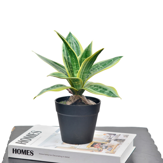 22CM Mini Potted Snake Plants,22CM Mini Potted Snake Plants