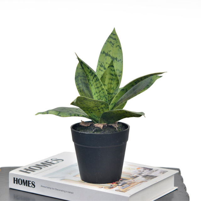 22CM Mini Potted Snake Plants,22CM Mini Potted Snake Plants