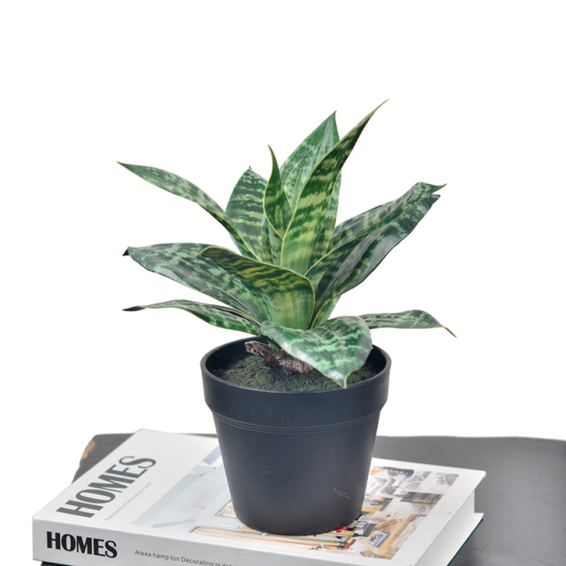 25CM Small Potted Snake Plants,25CM Small Potted Snake Plants