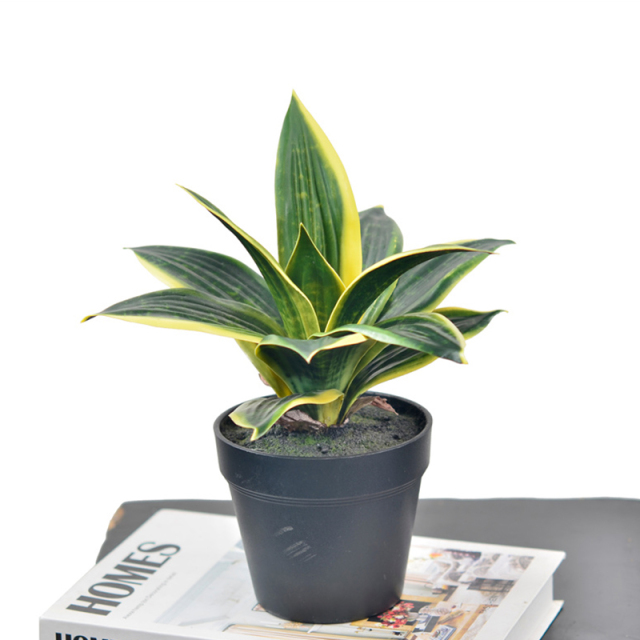 25CM Small Potted Snake Plants,25CM Small Potted Snake Plants