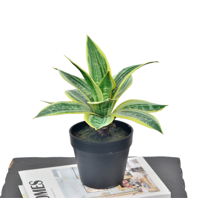 25CM Small Potted Snake Plants,25CM Small Potted Snake Plants