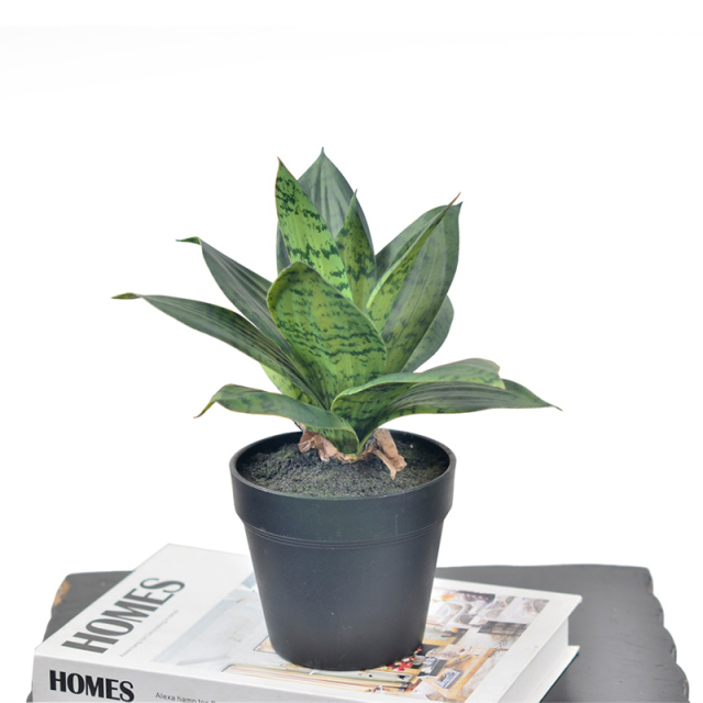 25CM Small Potted Snake Plants,25CM Small Potted Snake Plants