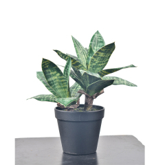 30CM Small Potted Snake Plants,30CM Small Potted Snake Plants