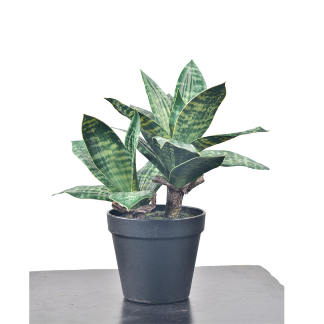 30CM Small Potted Snake Plants,30CM Small Potted Snake Plants