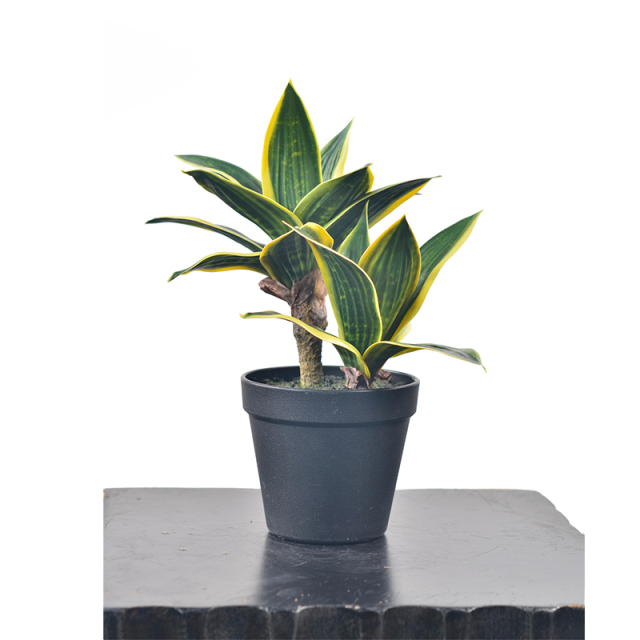 30CM Small Potted Snake Plants,30CM Small Potted Snake Plants