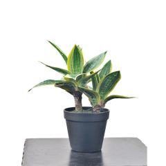 30CM Small Potted Snake Plants,30CM Small Potted Snake Plants