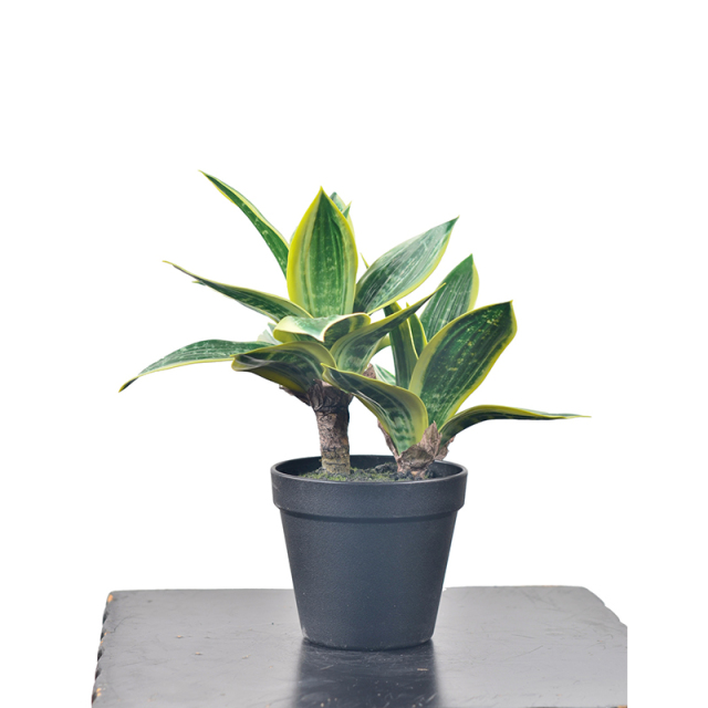 30CM Small Potted Snake Plants,30CM Small Potted Snake Plants