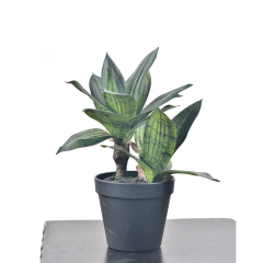 30CM Small Potted Snake Plants,30CM Small Potted Snake Plants