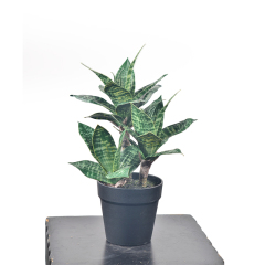 40CM Small Potted Snake Plants,40CM Small Potted Snake Plants