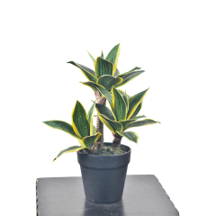 40CM Small Potted Snake Plants,40CM Small Potted Snake Plants