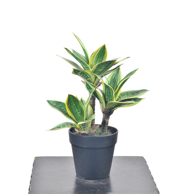 40CM Small Potted Snake Plants,40CM Small Potted Snake Plants