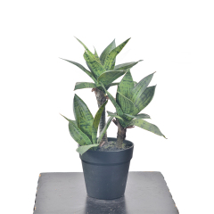 40CM Small Potted Snake Plants,40CM Small Potted Snake Plants