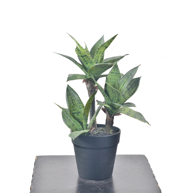 40CM Small Potted Snake Plants,40CM Small Potted Snake Plants