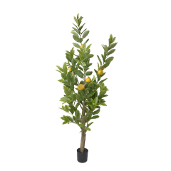 120CM 153CM Lemon Trees,120CM 153CM Lemon Trees
