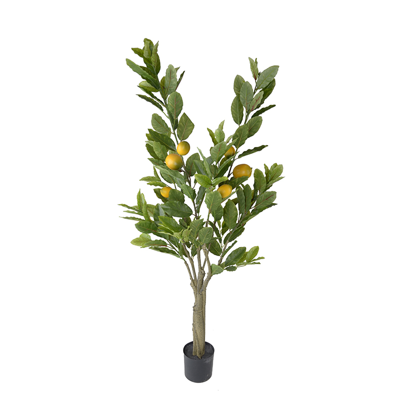 120CM 153CM Lemon Trees,120CM 153CM Lemon Trees