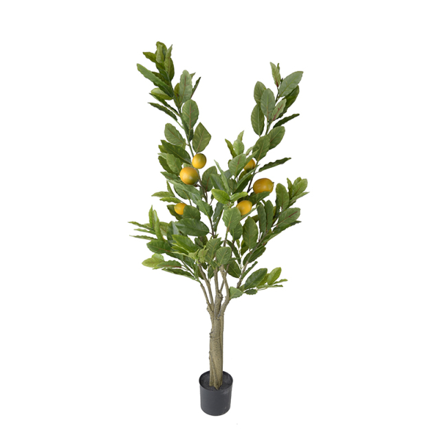 120CM 153CM Lemon Trees,120CM 153CM Lemon Trees