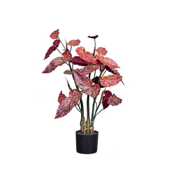 80CM 130CM Begonia Plants,80CM 130CM Begonia Plants