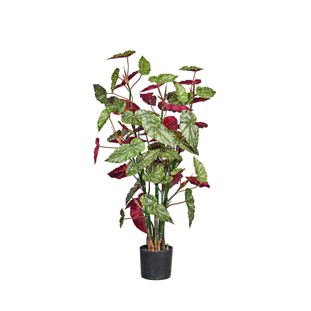 80CM 130CM Begonia Plants,80CM 130CM Begonia Plants